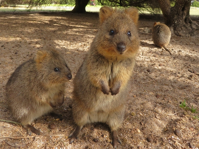 格安で行けるオーストラリア旅行を探そう！ 次回の旅もおトクに