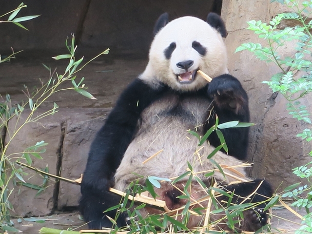 3.サンディエゴ動物園