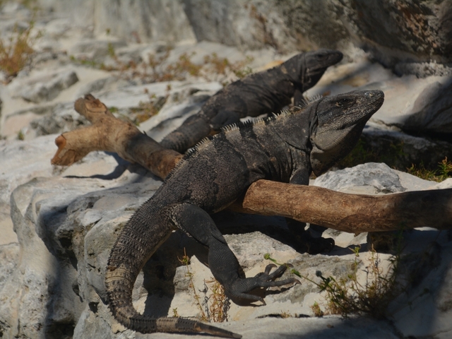 いかがでしたか？