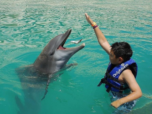 3.ドルフィンスイム