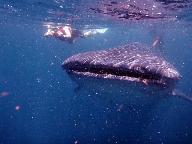 6.ジンベエザメ シュノーケル