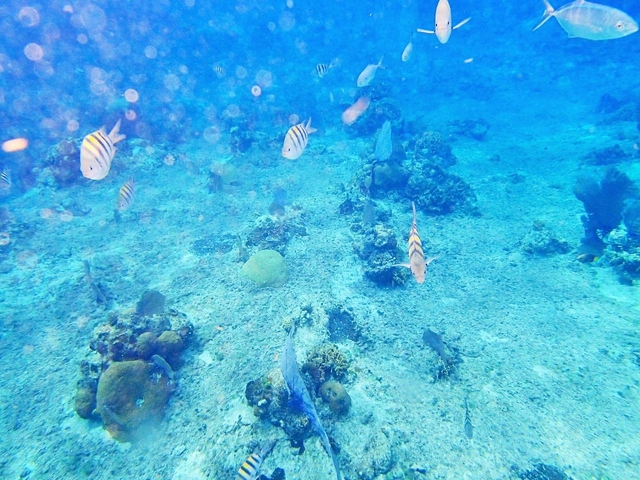 8.コスメル島 ダイビング or シュノーケル