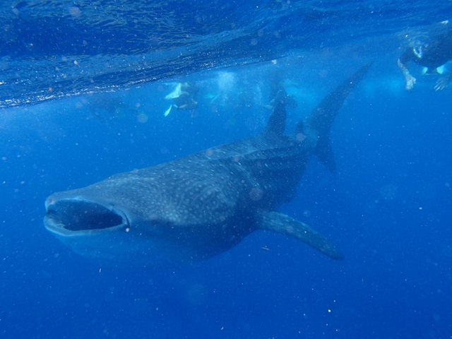 ジンベエザメ シュノーケル