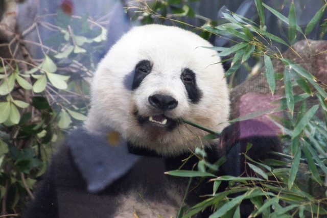 東京都恩賜上野動物園