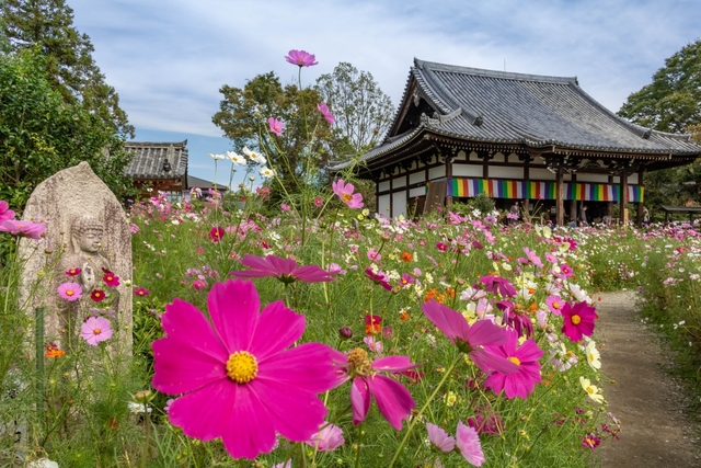 2. 般若寺のコスモス / 奈良県
