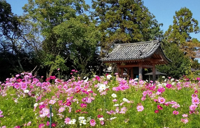 2. 般若寺のコスモス / 奈良県