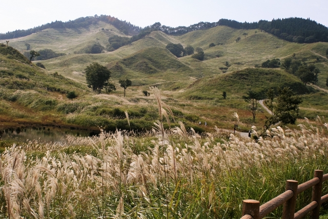 5. 砥峰高原(とのみねこうげん)のすすき / 兵庫県