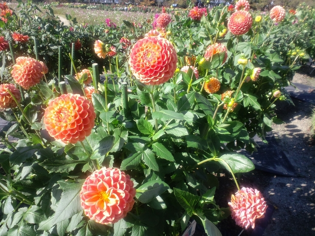 7. なばなの里のダリア / 三重県