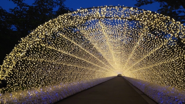 7. なばなの里のダリア / 三重県