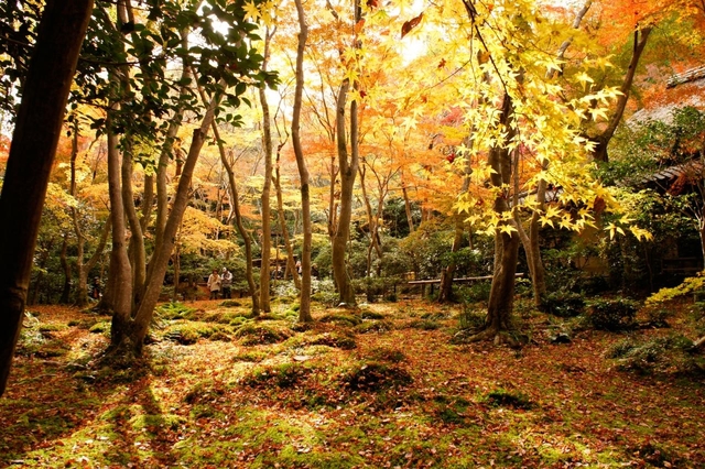 祇王寺 / 嵐山・嵯峨野・太秦・桂
