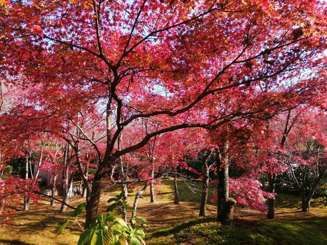 将軍塚青龍殿 / 山科