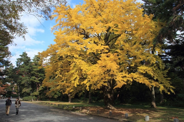 京都御所 / 今出川・北大路・北野