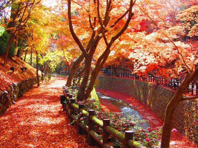 秋のお楽しみ、京都の紅葉は見どころがたくさん！