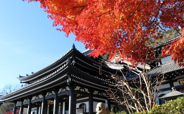 2.  鎌倉の明月院と長谷寺 / 神奈川 鎌倉市