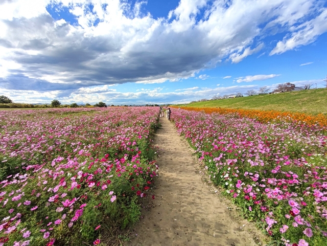 2. 吹上コスモス畑(荒川河川敷) / 埼玉県