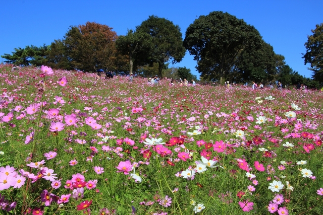 3. 国営昭和記念公園のコスモス / 東京都
