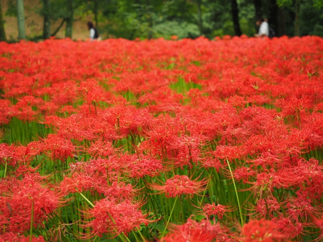 4. 曼珠沙華の里「巾着田」 / 埼玉県