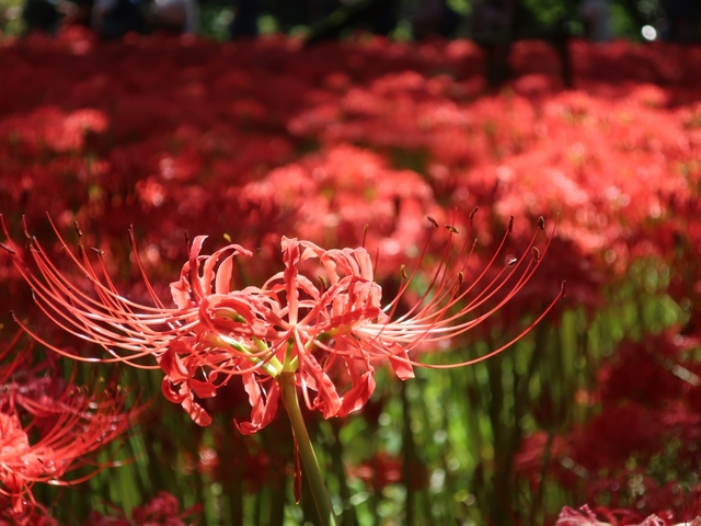 4. 曼珠沙華の里「巾着田」 / 埼玉県