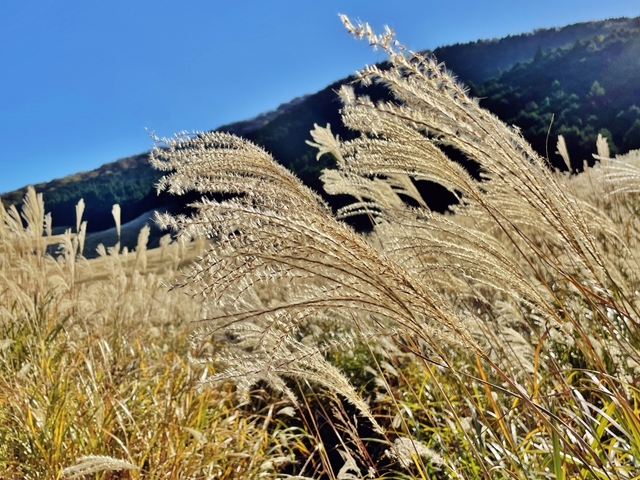 5. 仙石原高原のすすき / 神奈川県