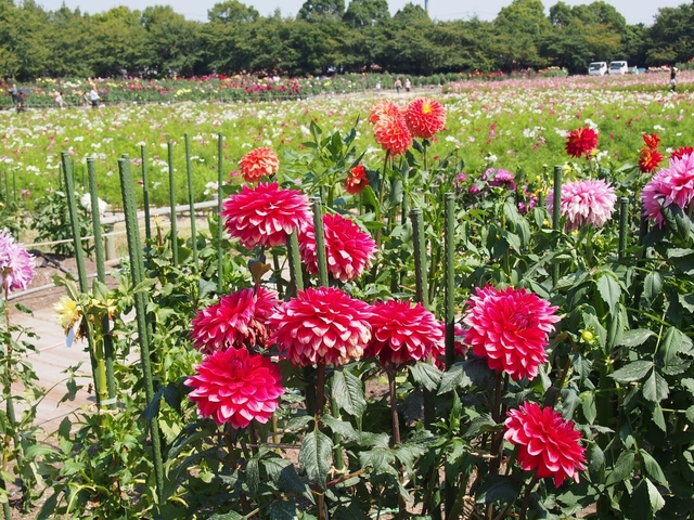 17. 【三重】なばなの里のダリア＆コスモス / 秋の絶景＆お花畑