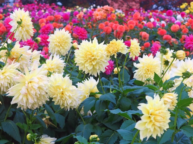 17. 【三重】なばなの里のダリア＆コスモス / 秋の絶景＆お花畑