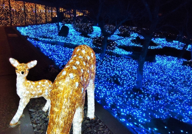 15. しあわせ回廊 なら瑠璃絵 / 奈良