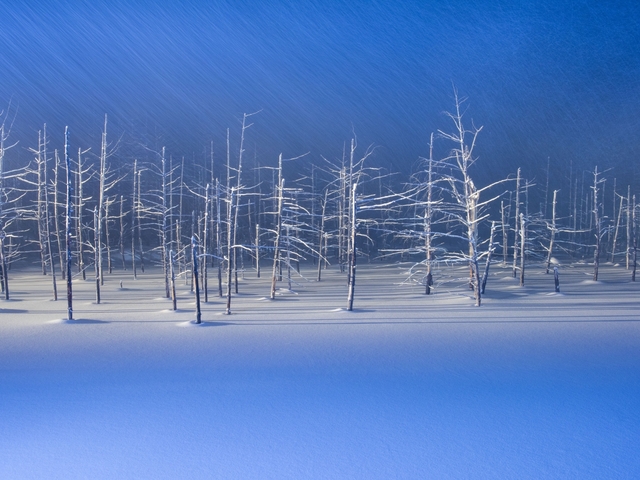 2. 青い池のライトアップ / 北海道 美瑛町