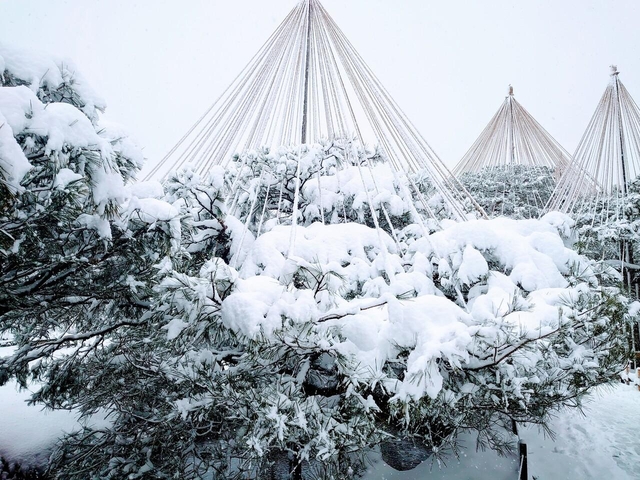 14. 兼六園の雪吊り / 石川県金沢市