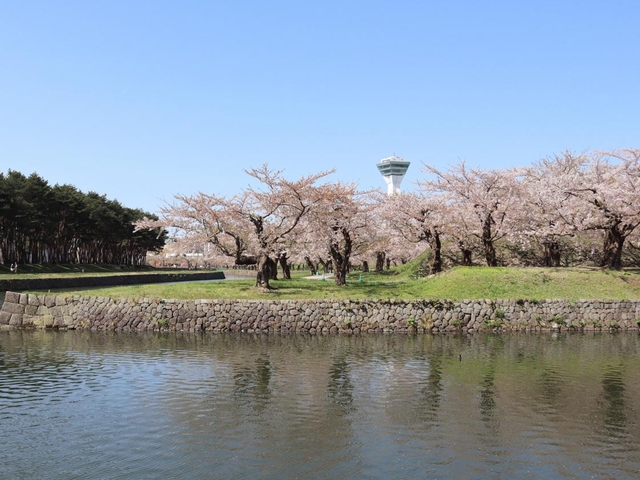 1.  五稜郭公園の桜 / 北海道
