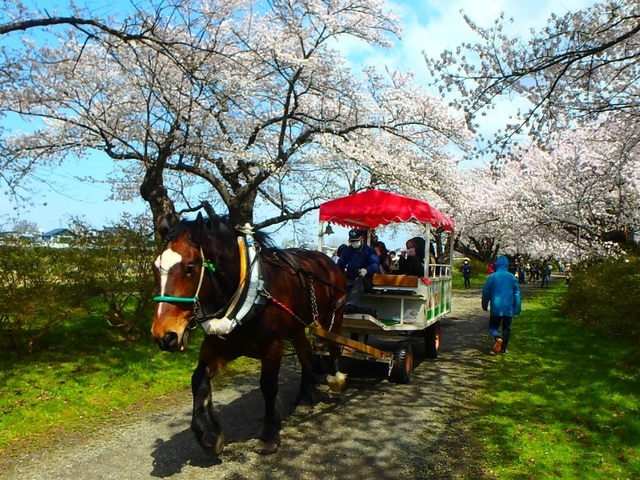 3. 北上展勝地さくらまつり / 岩手県