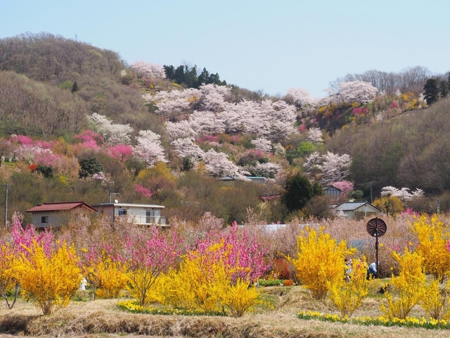 4. 花見山公園の桜 / 福島県