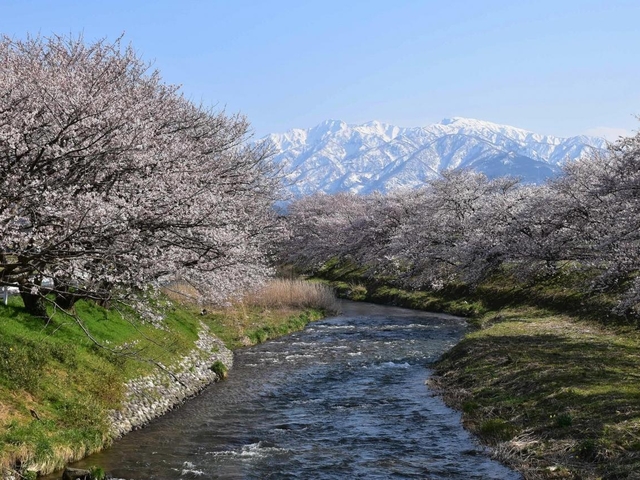 5. あさひ舟川 春の四重奏 / 富山県