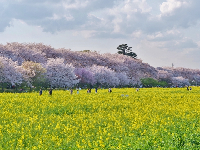 6. 権現堂桜堤 / 埼玉県