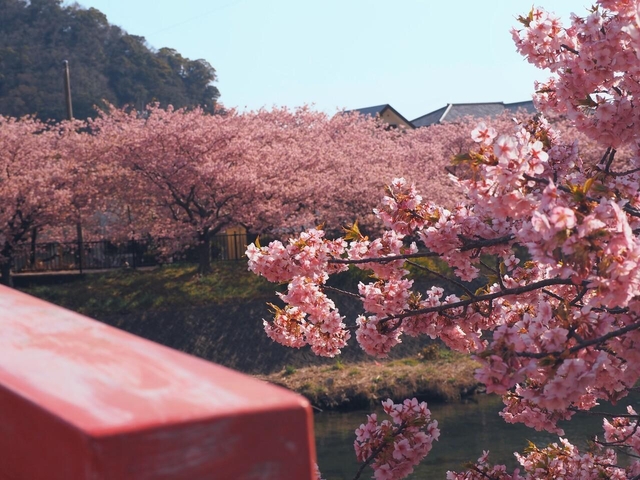 7. 河津桜まつり / 静岡県