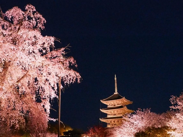 9. 東寺(教王護国寺)の桜 / 京都府
