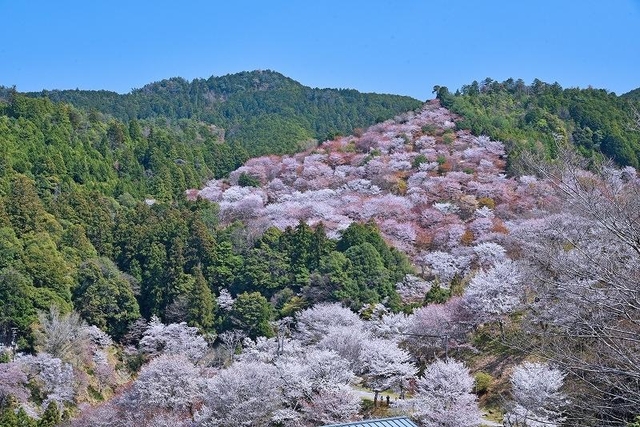 10. 吉野山の千本桜 / 奈良県