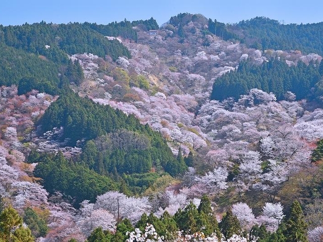 10. 吉野山の千本桜 / 奈良県