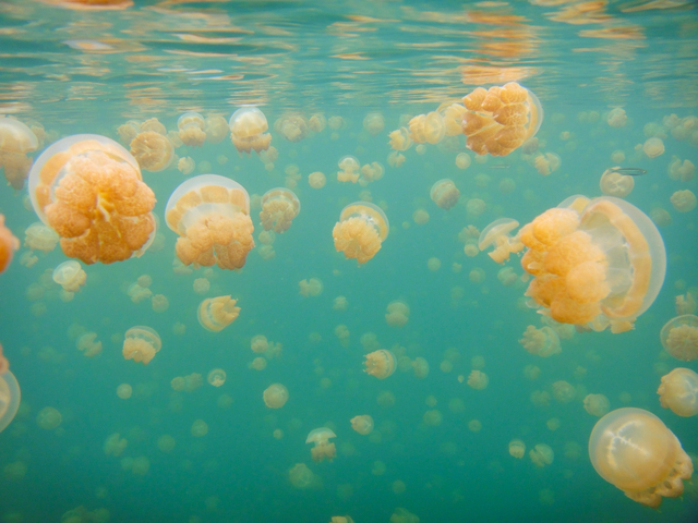 ジェリーフィッシュレイク