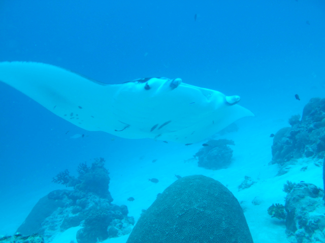 ジャーマンチャネル