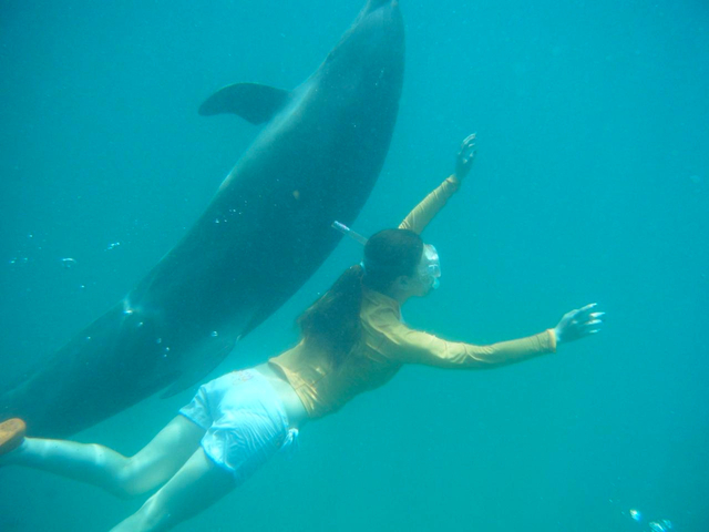 ドルフィンズ パシフィック