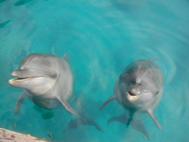 ドルフィンズ パシフィック