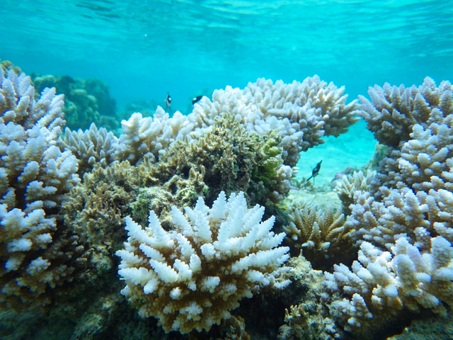 パウパウビーチ