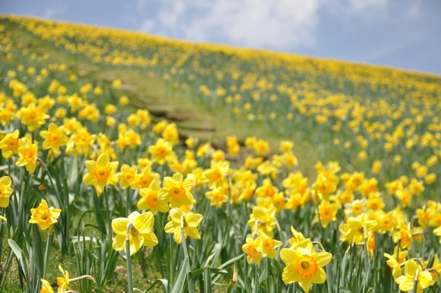 びわ湖バレイ / びわ湖テラス
