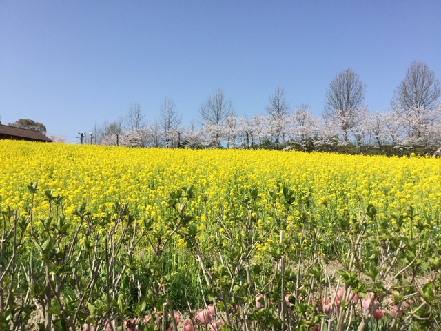 堺・緑のミュージアム ハーベストの丘 / 大阪
