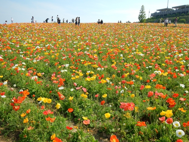 あわじ花さじき / 兵庫