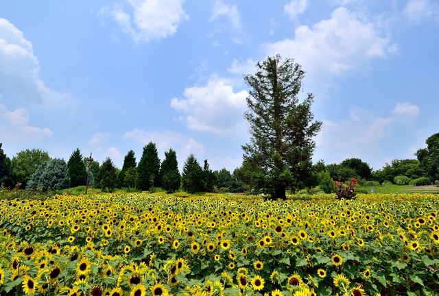 馬見丘陵公園 / 奈良