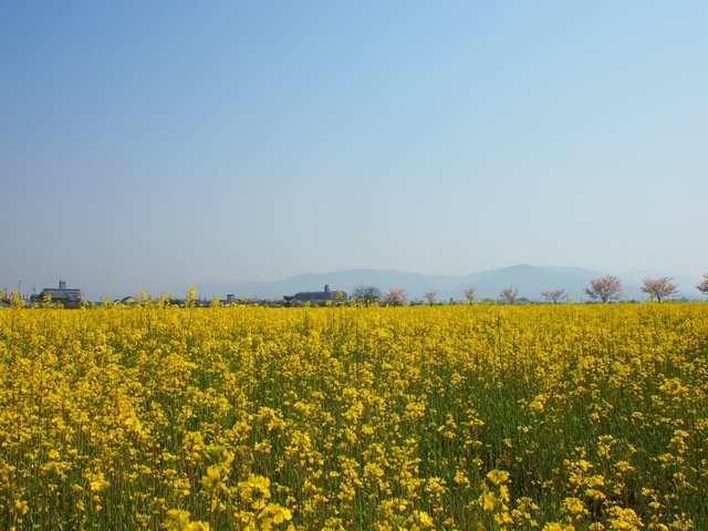 いかがでしたか？