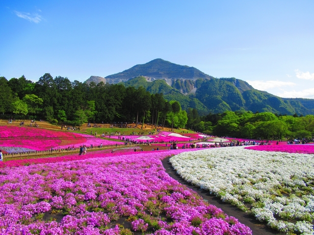 「羊山公園」の芝桜の丘 / 埼玉県