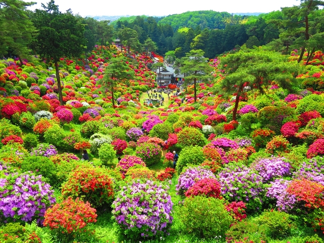 関東近郊の絶景花畑スポット！見ごろやイベントも紹介