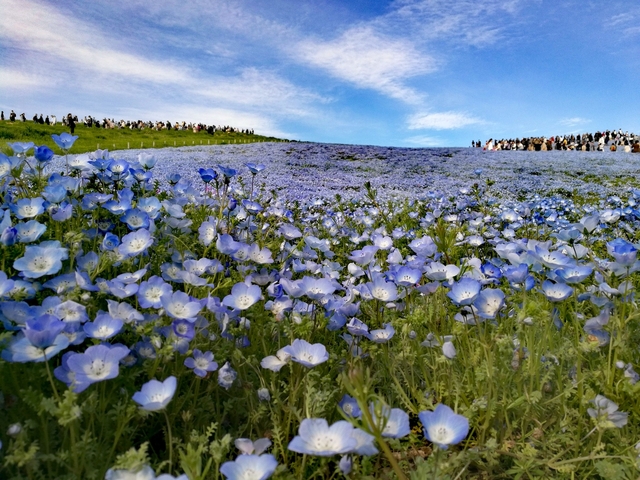 「国営ひたち海浜公園」のネモフィラ / 茨城県